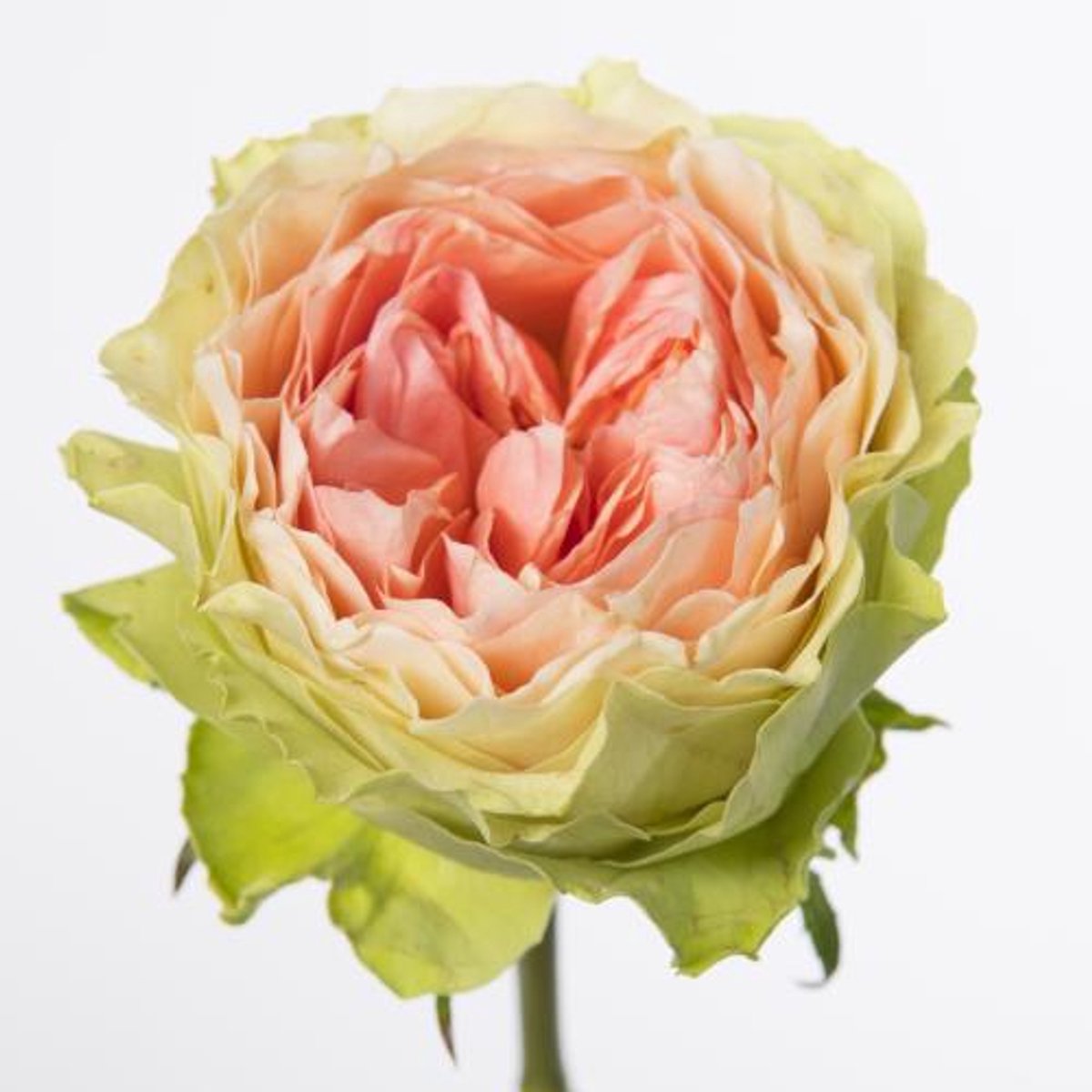 10x Rosa gravity 60cm