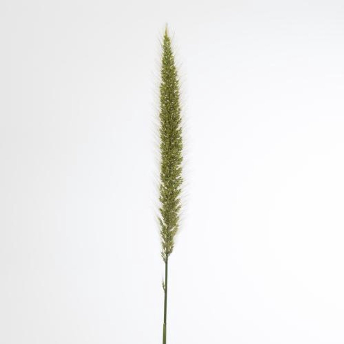 50x Gs pennisetum blondie 70cm