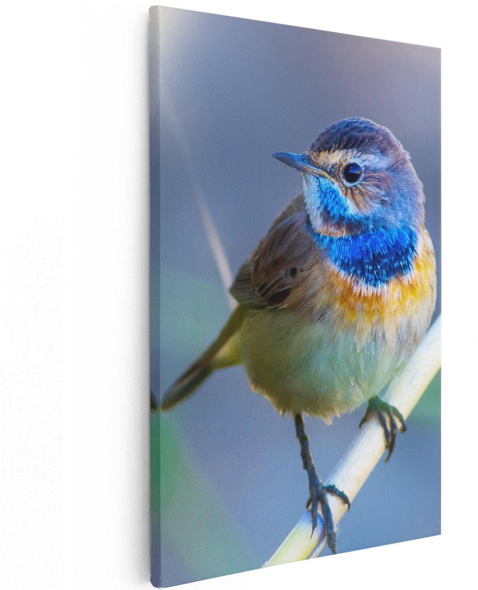 Artaza Canvas Schilderij Kleurrijke Blauwborst Vogel Op Een Tak - 100x150 cm - Groot - Wanddecoratie Woonkamer - Schilderijen - Muurdecoratie