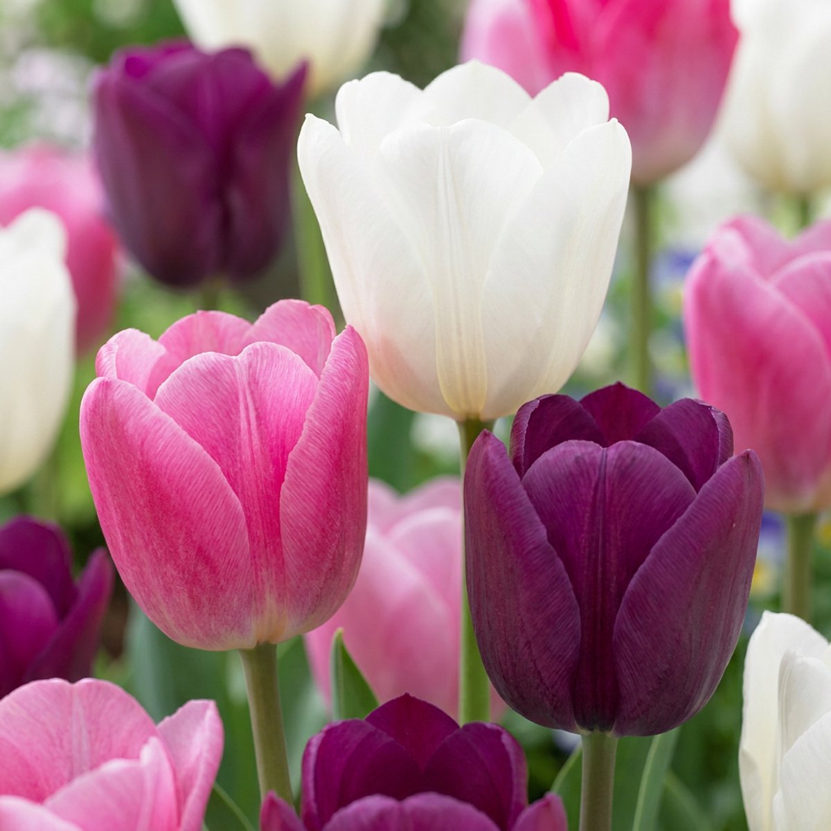 Green boutiQ - 48x Tulipa Pastel mix - Pastel tulp mix - Diversen - Voorjaarsbloeier - Bolmaat 11/12