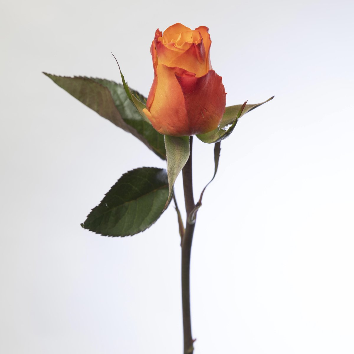 10x Rosa diya's fire 60cm