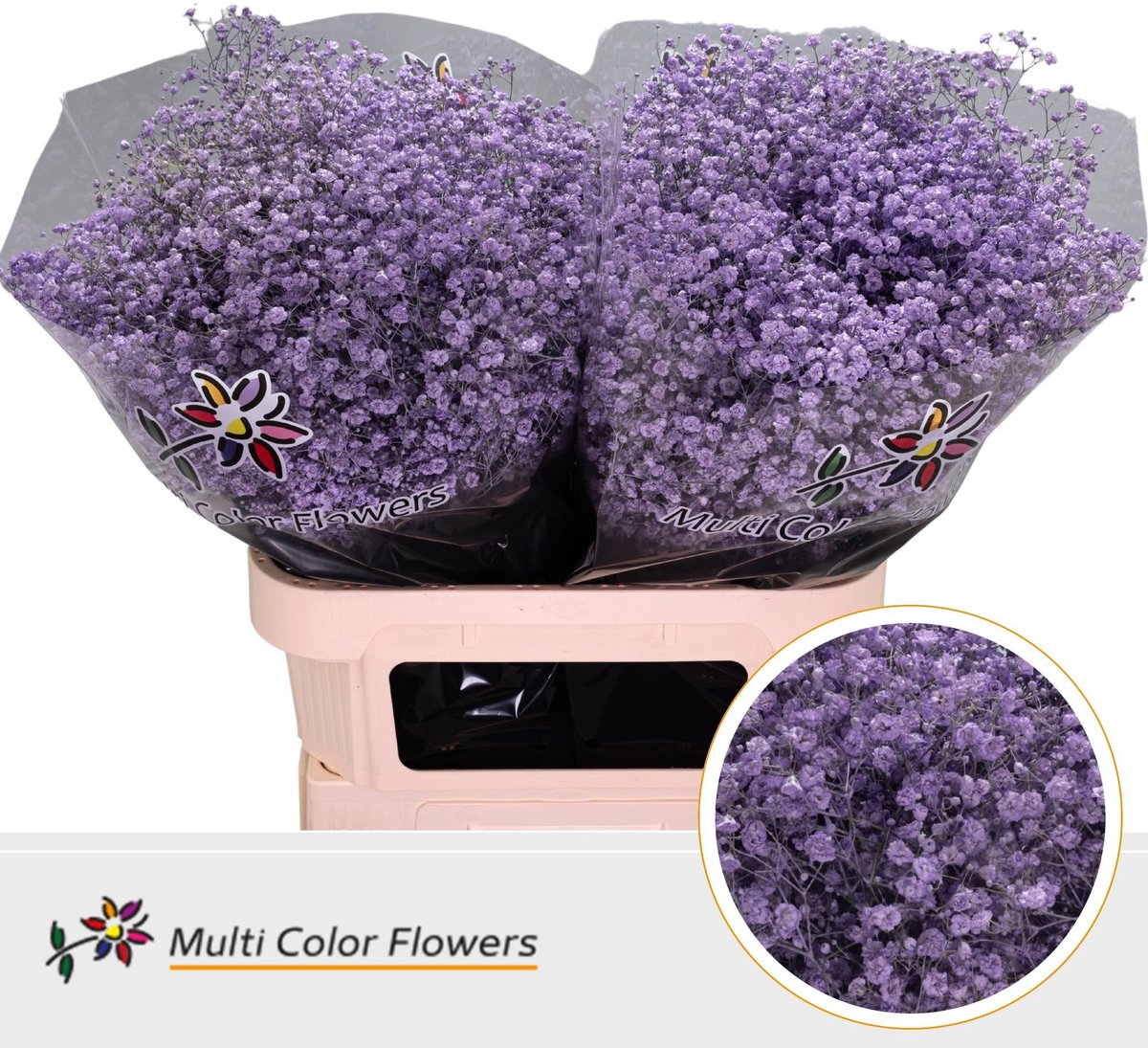 25x Gipskruid xlence milka 80cm