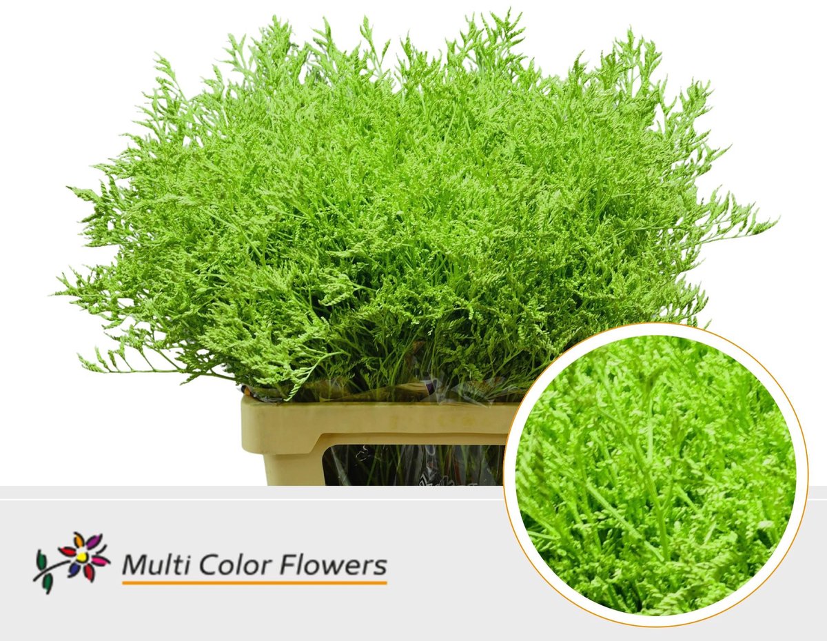 25x Lim. groen 70cm