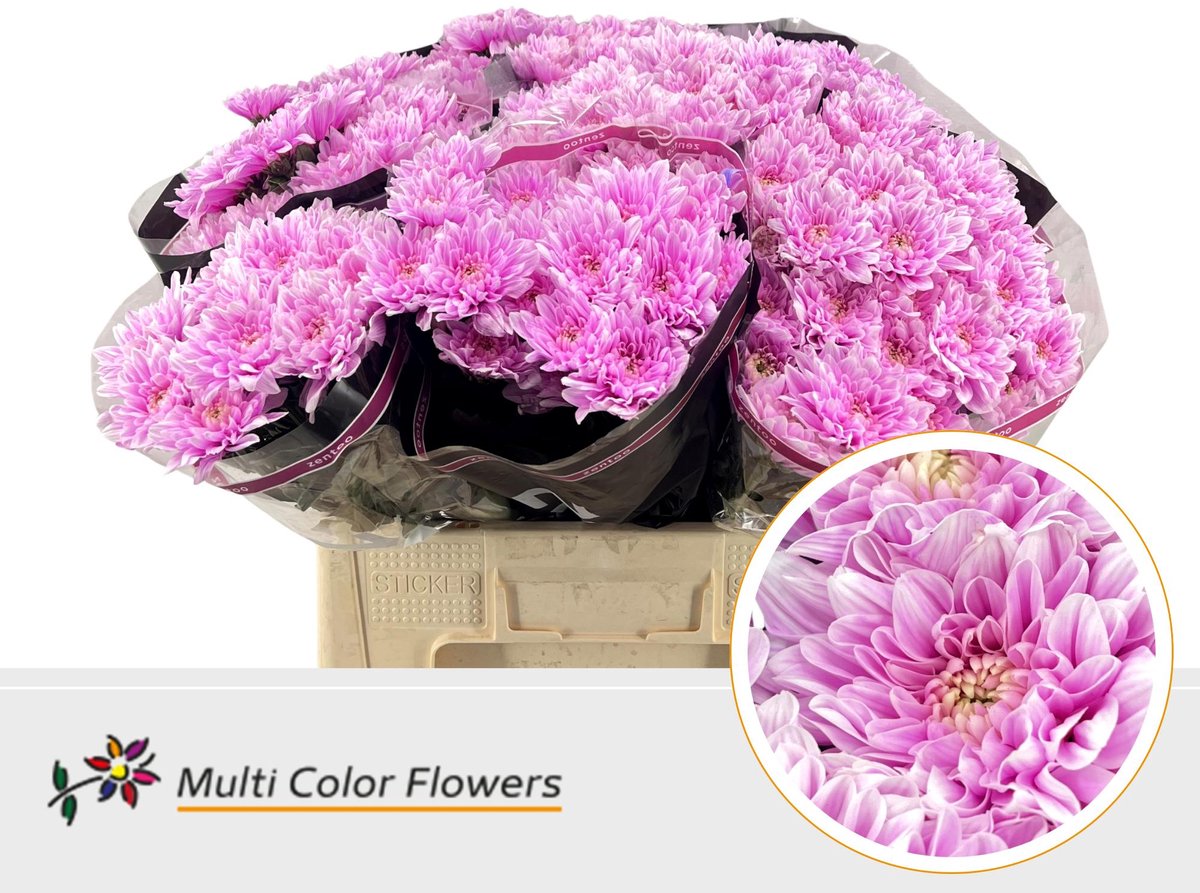 10x Chrysant overig 60cm