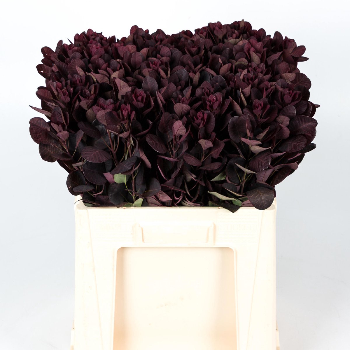 25x Sg cotinus royal purple 60cm