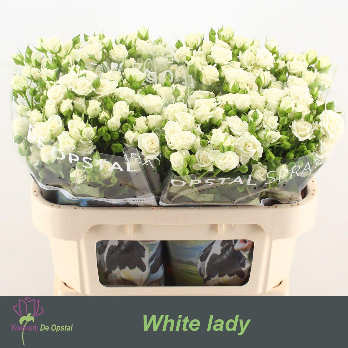 10x Rosa tr. white lady 70cm