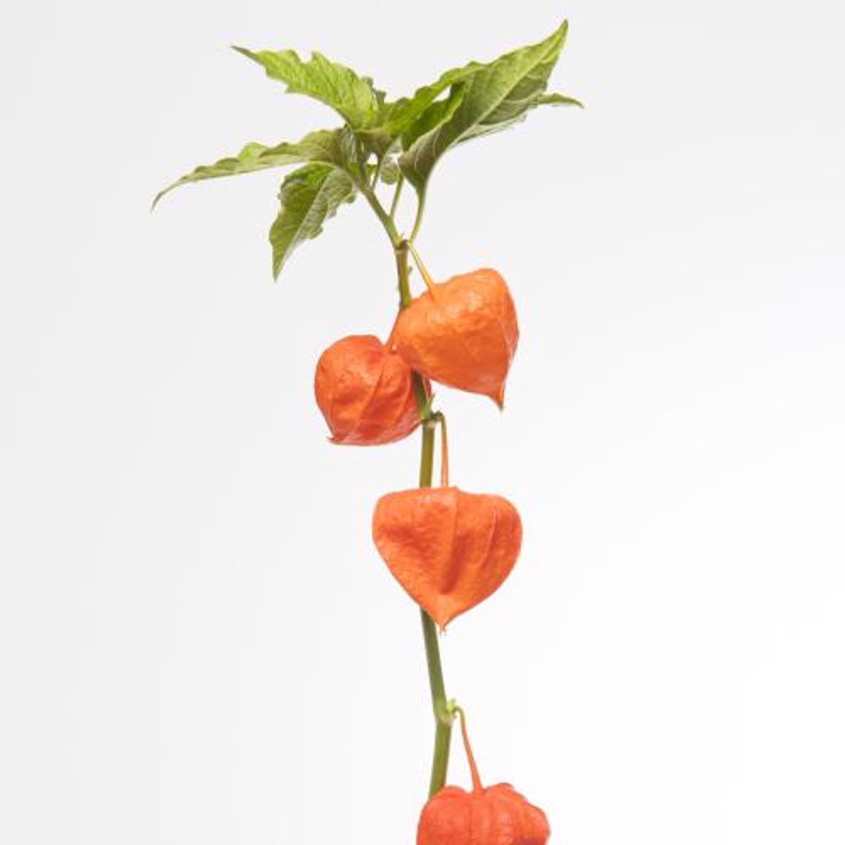 50x Phys.oranje 60cm
