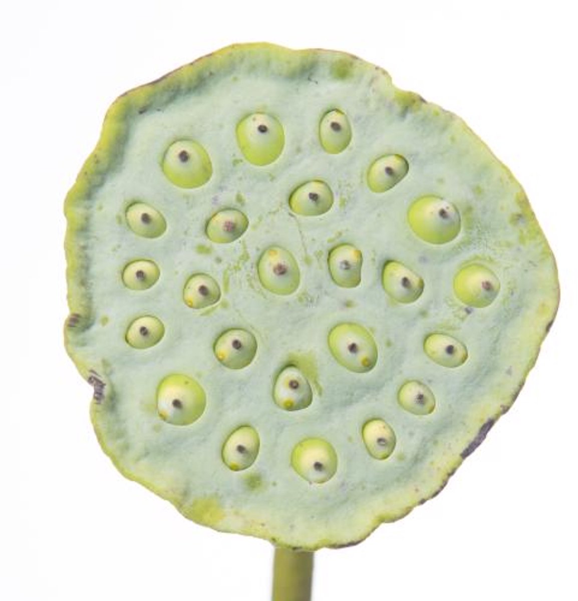 10x Nelumbo nucifera 60cm