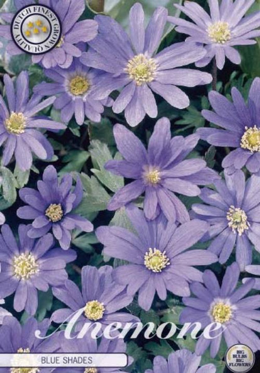 Banda Blue Shades Anemone 20 Bloembollen Bolmaat 5/6