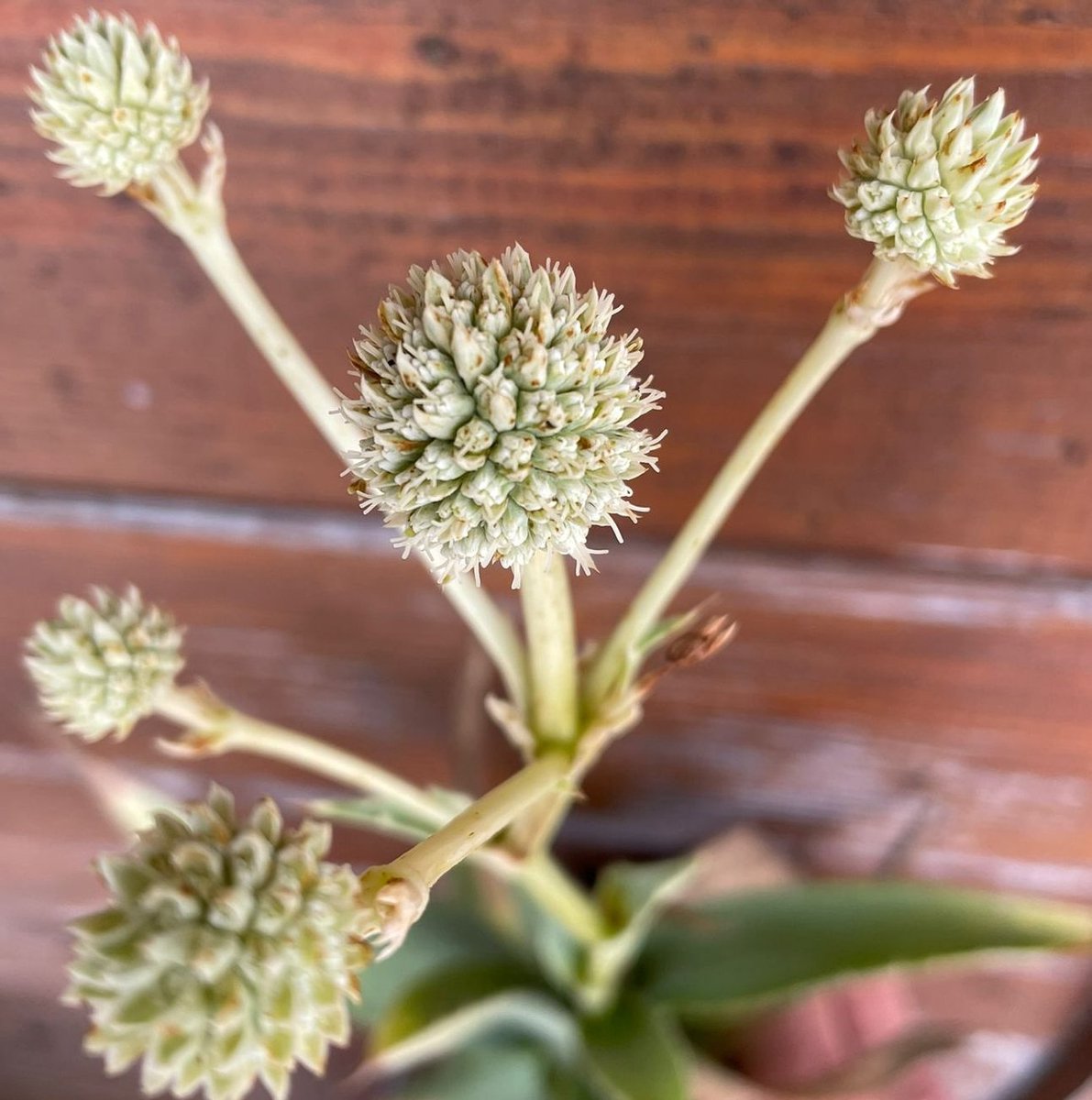 6x Eryngium yuccifolium 'Magical Green Globe' - Kruisdistel - P9 Pot (9 x 9cm) - Dima Vaste Planten