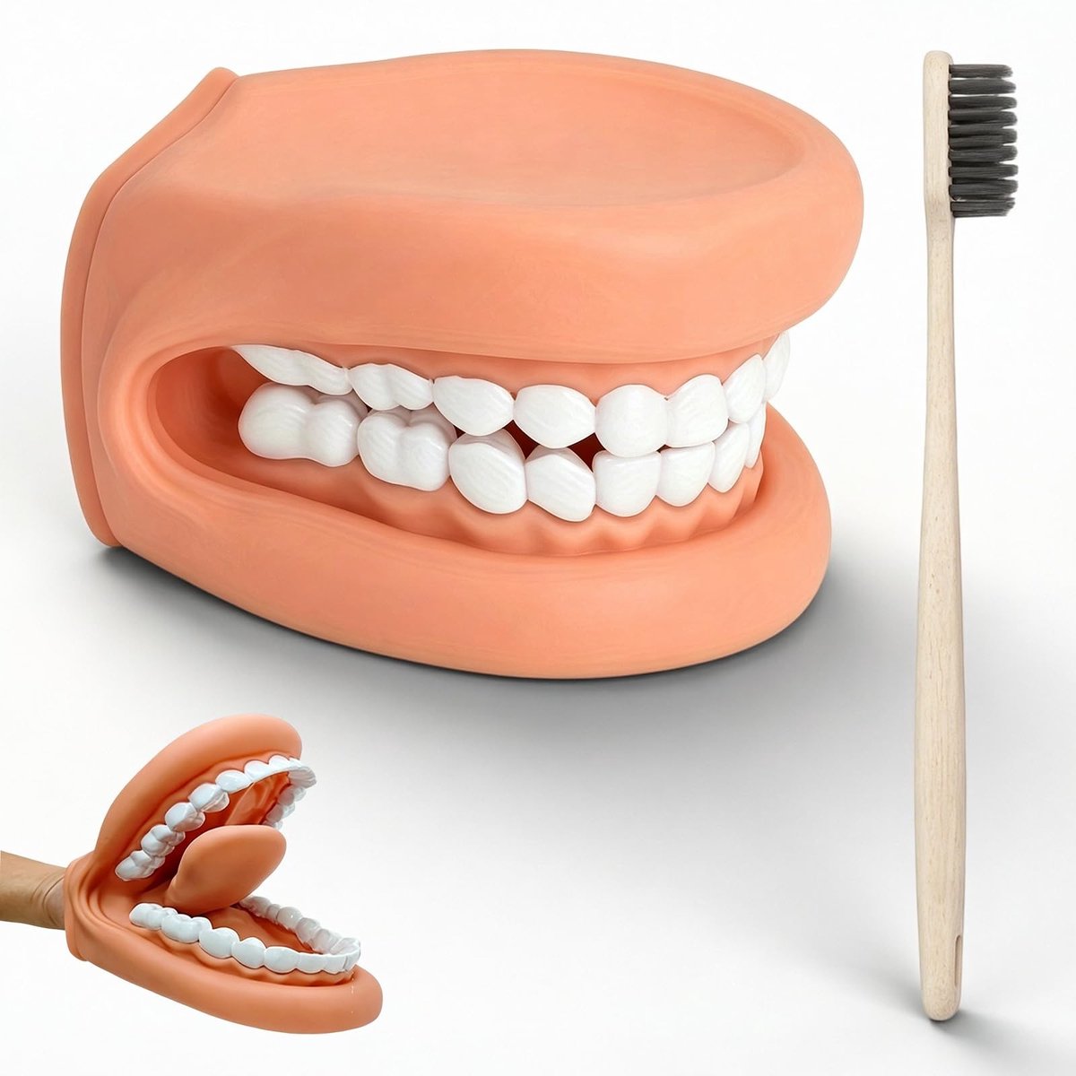 Solidchoice - Anatomisch Tandmodel met Tandenborstel voor Educatie