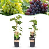 Green boutiQ - Fruitplant - Vitis vinifera Himrod - Vanessa - Druivenplant - Pitarm - Blauw & Witte Druif - 2 Planten - Pot 15cm - Hoogte 50cm