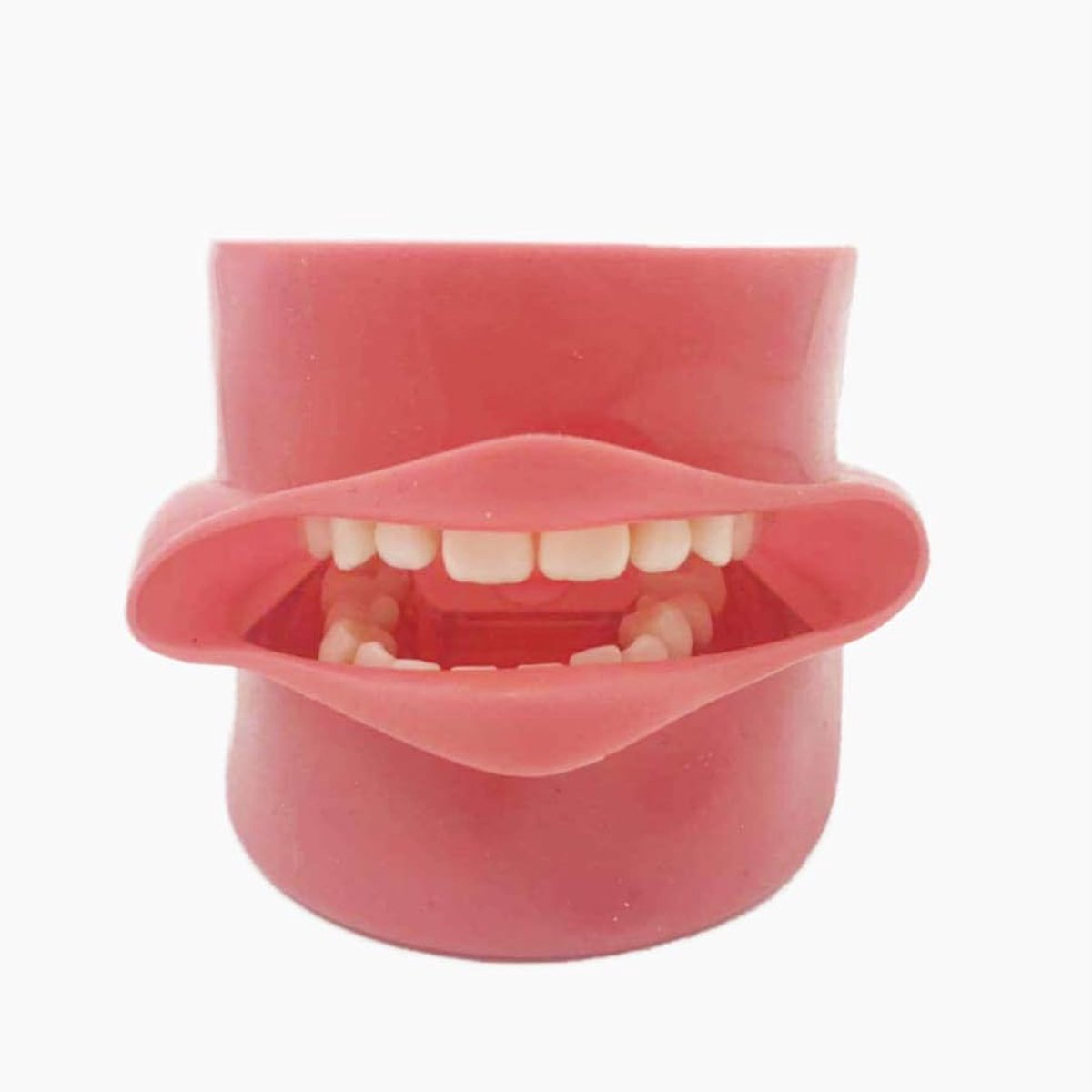 Tanden Studie Model - Implant Training Model - Tandarts Educatie - Verwisselbare Tanden - 28 Tanden - Translucent