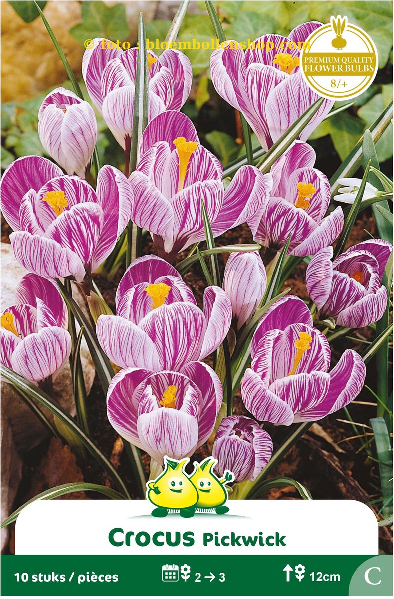 3 Zakjes Crocus Vernus Pickwick maat 8/+