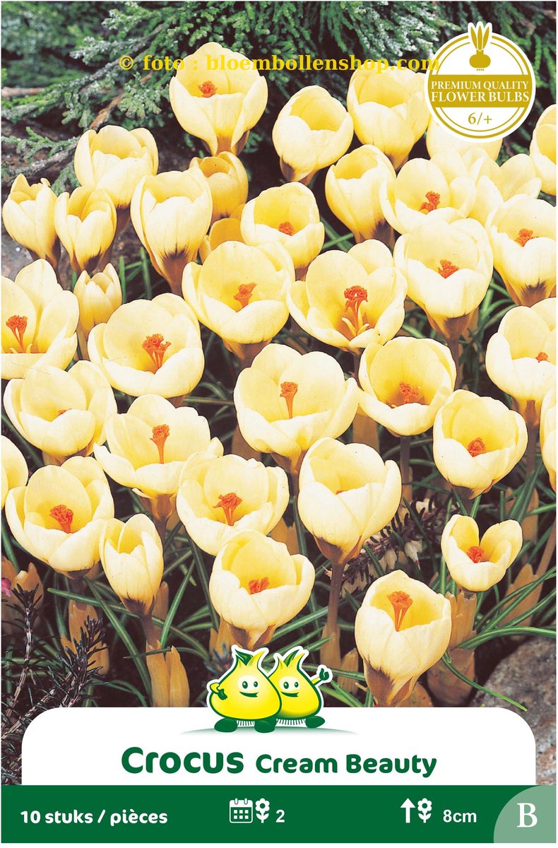 4 Zakjes Botanisch Crocus Cream Beauty maat 6/+