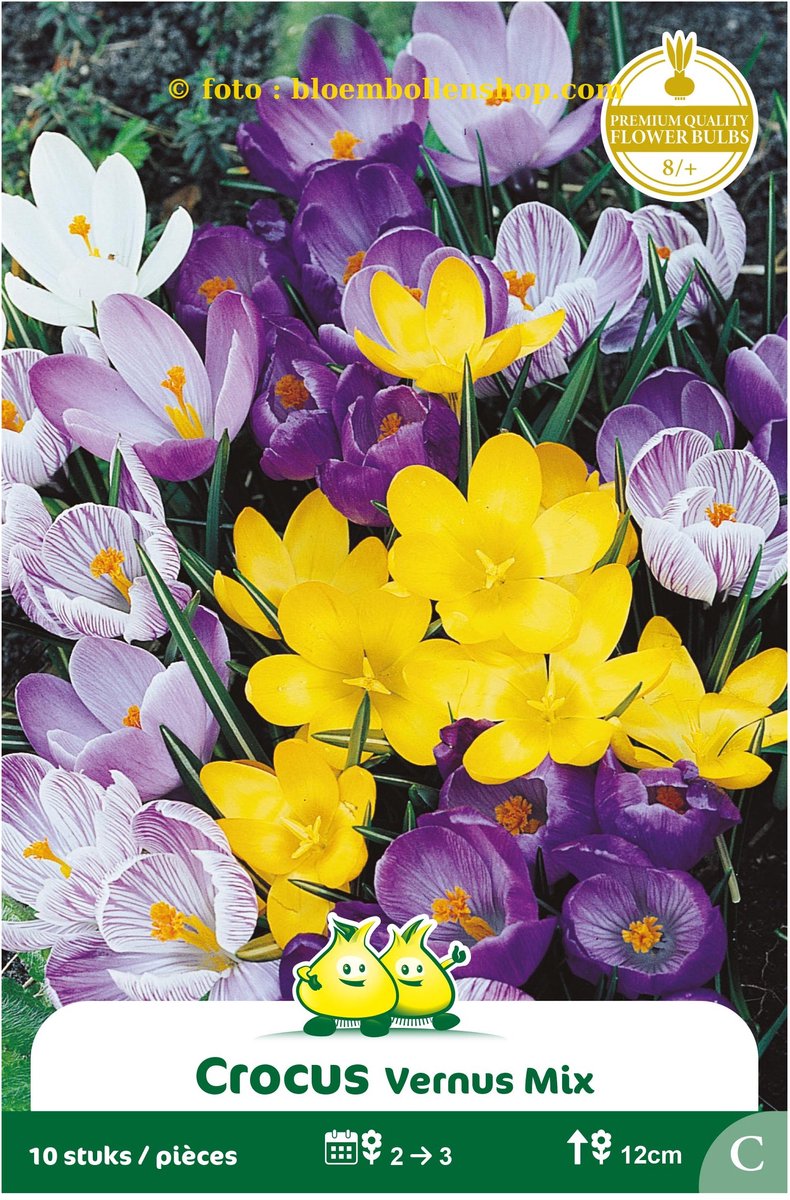 3 Zakjes Crocus Vernus Gemengd maat 8/+