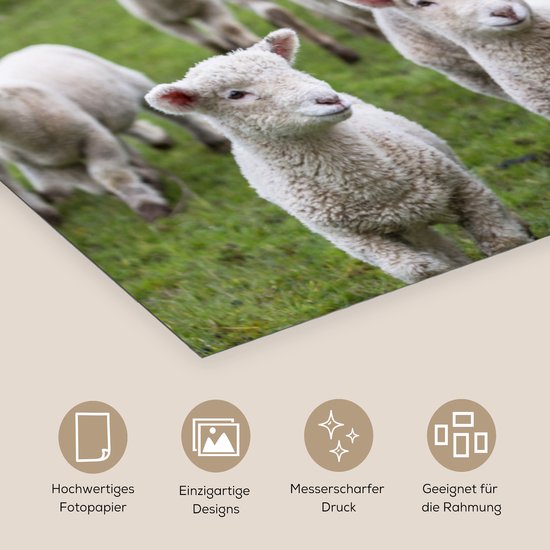 Poster Schaap - Gras - Lam - 90x60 cm