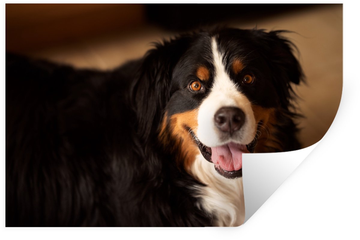 Muurstickers - Sticker Folie - Berner Sennenhond kijkt in de camera - 120x80 cm - Plakfoli