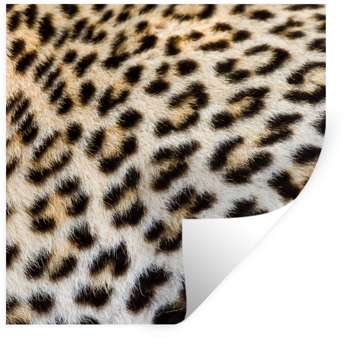 Muurstickers - Sticker Folie - Close-up vacht luipaard - 50x50 cm - Plakfolie - Muursticke