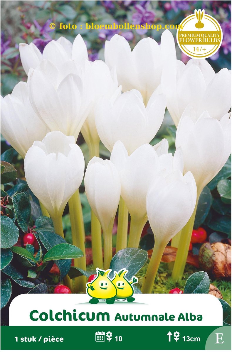 2 zakjes Colchicum Alba maat 14/+