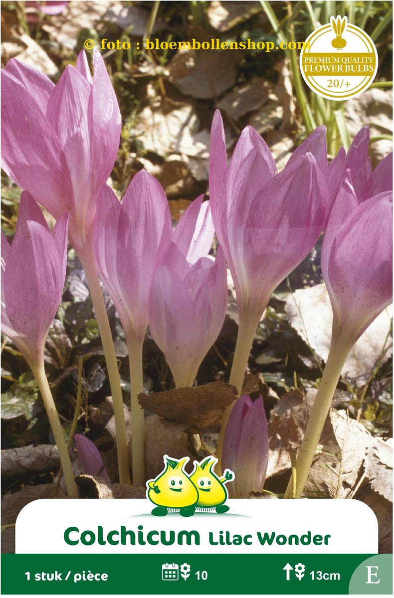 2 zakjes Colchicum maat 20/+