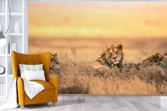Papier peint photo vinyle - Lion et lionne couchés dans l'herbe largeur 390 cm x hauteur 260 cm - Tirage photo sur papier peint (disponible en 7 tailles)