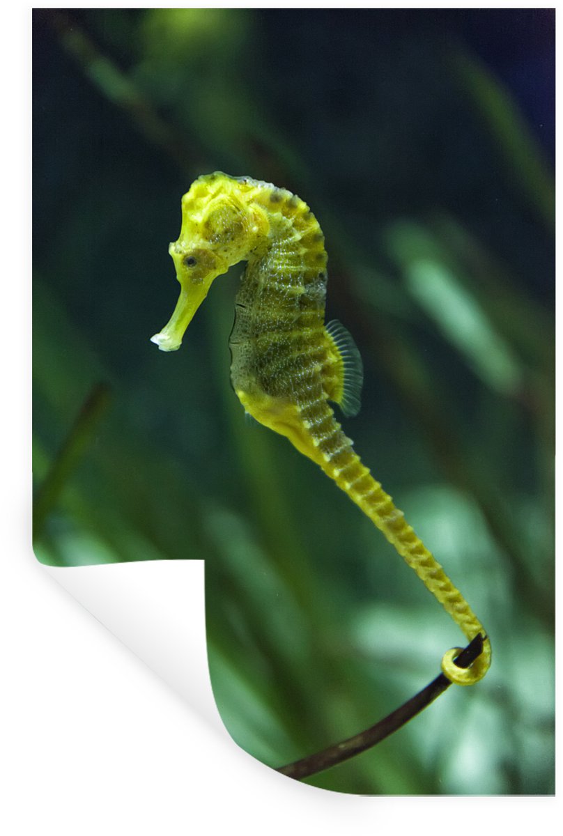 Muurstickers - Sticker Folie - Zeepaardje onder water - 60x90 cm - Plakfolie - Muursticker