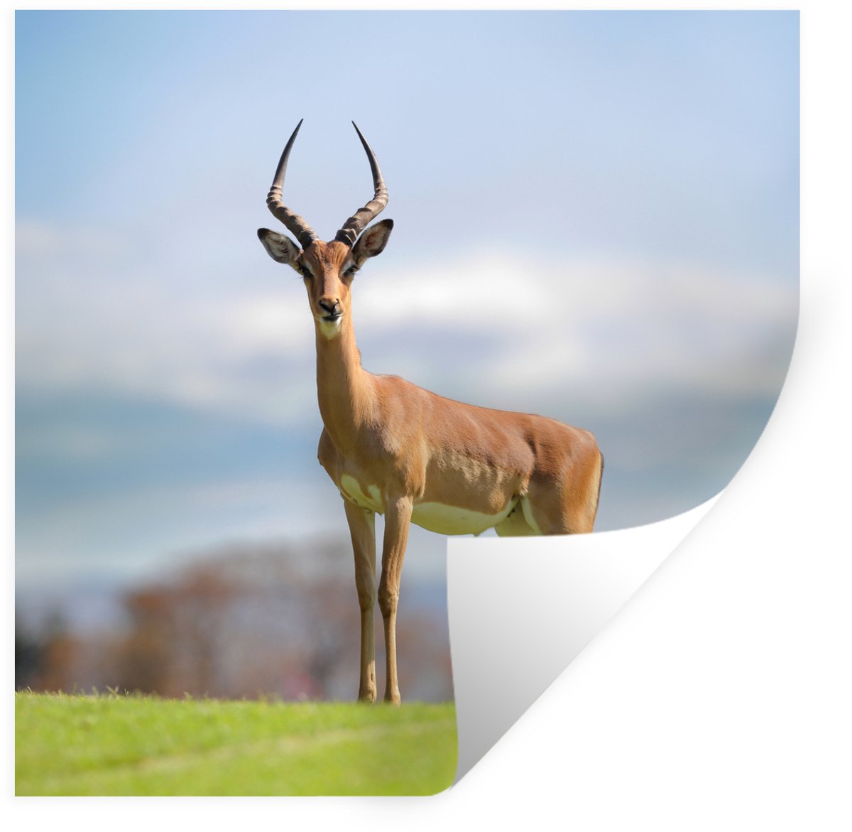Muurstickers - Sticker Folie - Gazelle - Groen - Gras - 120x120 cm - Plakfolie - Muurstick
