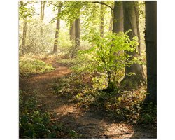Poster 30x30 cm - Bos - Bomen - Pad - Zon - Planten - Bladeren - Natuur - Posters - Kamer decoratie - Wanddecoratie woonkamer - Muurdecoratie slaapkamer