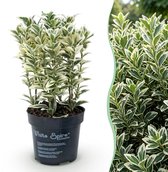Green boutiQ - 24x Euonymus japonicus White Spire - Kardinaalsmuts - Haagplanten - Groenblijvend - Wit - Groen - Pot 9cm - Hoogte 20-30cm