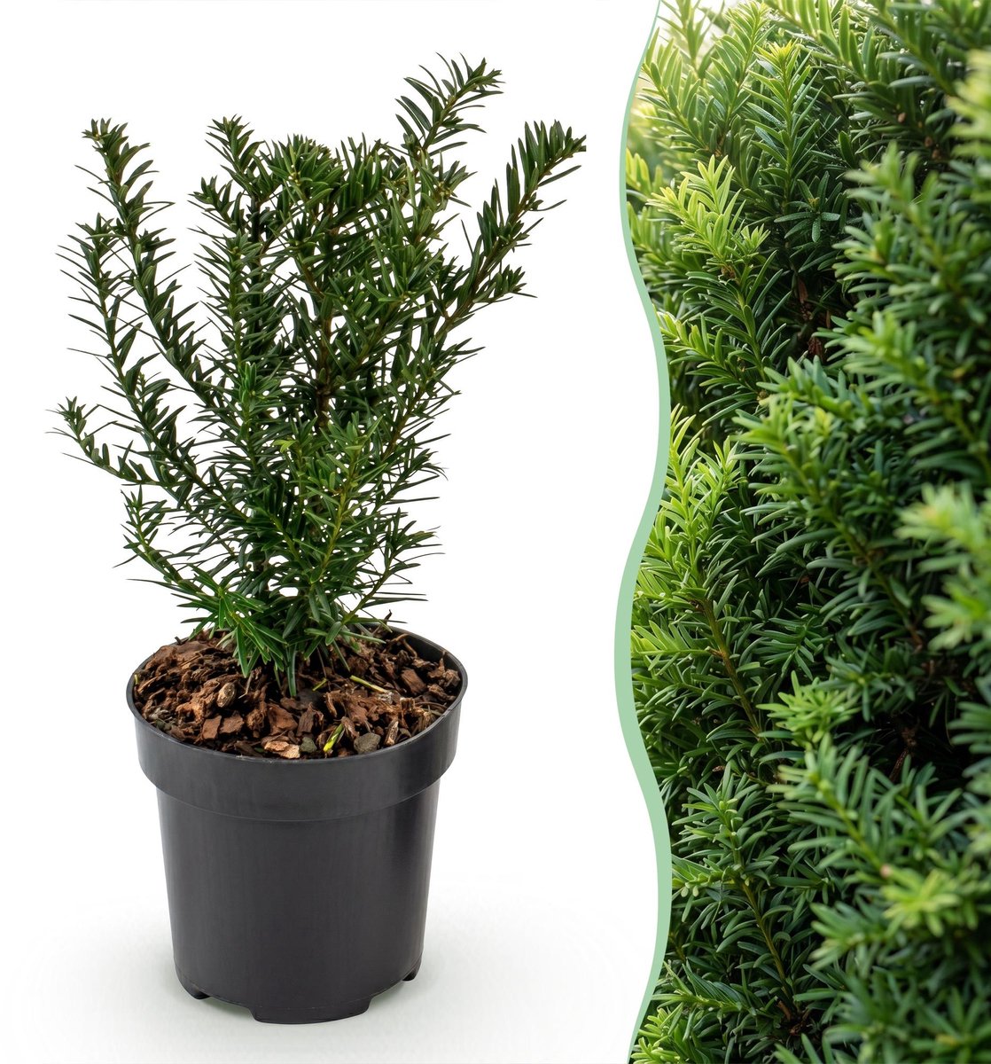 Productfoto van jonge taxusplanten (Taxus baccata) in potten van 9 cm van Green Boutiq
