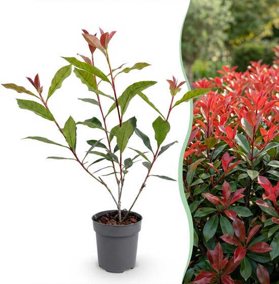 Un jeune Photinia avec de nouvelles pousses rouges et des feuilles vertes dans un pot gris, à côté d'une partie d'un arbuste mature aux feuilles rouges.
