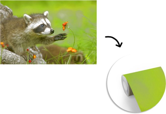 Le raton laveur sort la patte de la fleur d'oranger 360x240 cm