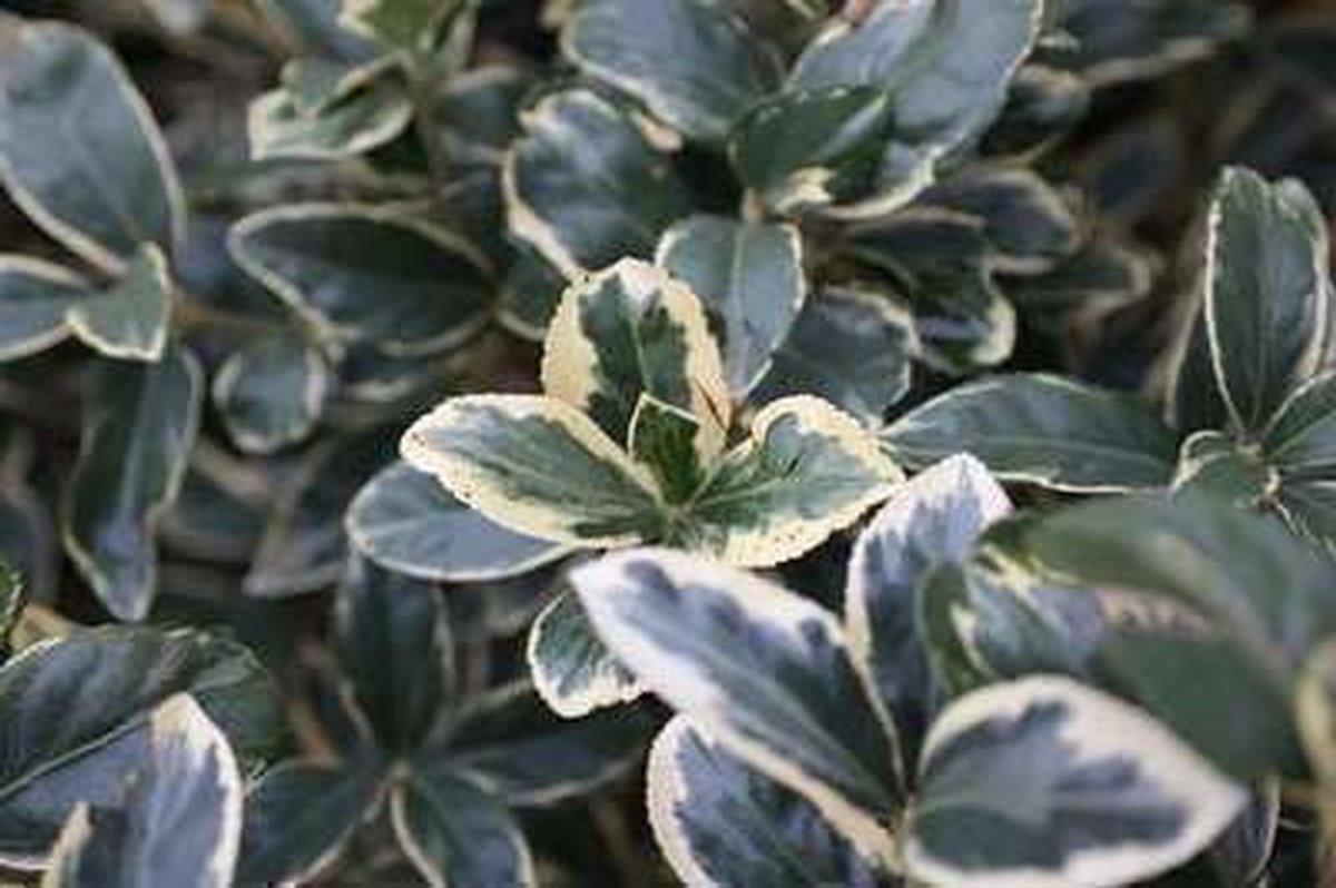 Japanse Kardinaalshoed - Kardinaalsmuts struik - Tuin decoreren - Groenblijvend bontgekleurd blad - 60-80 cm pot - Geel groen