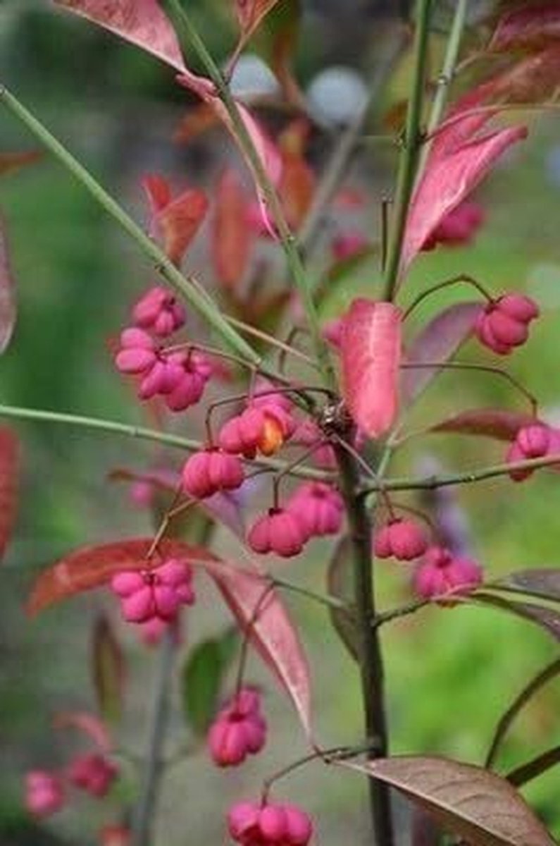 Kardinaalshoed - Kardinaalsmuts struik - Tuin decoratie - Rode takken herfstkleur - 50-60 cm - Groen rood