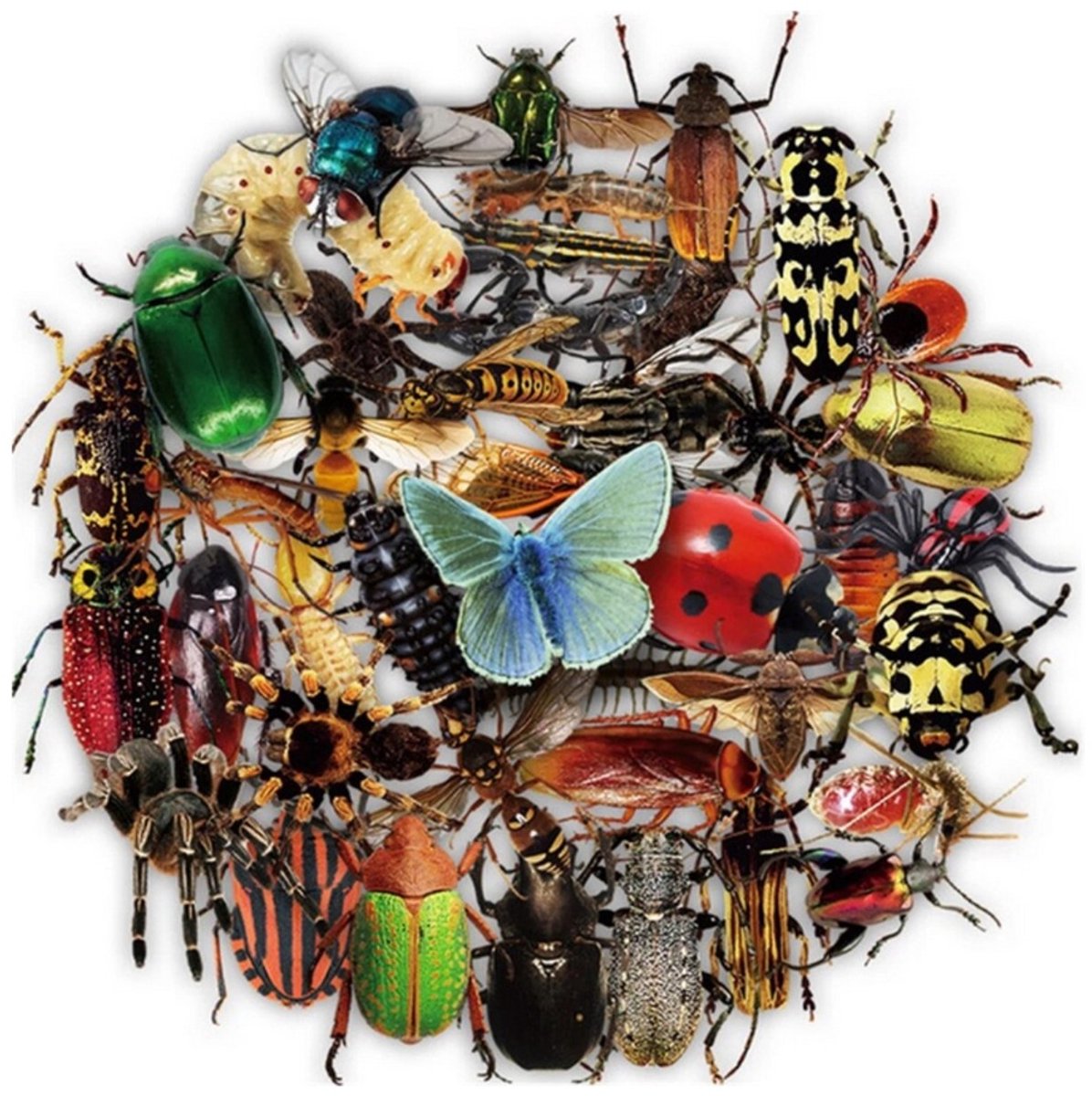 50 Transparante Insecten Stickers – Dieren, Vlinders, Spinnen & Kevers
