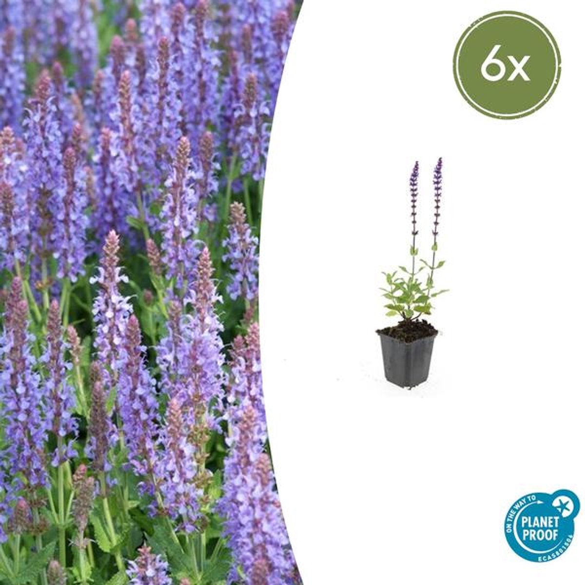6x Salvia nem. 'Caradonna' - 10-25cm - Ø9cm