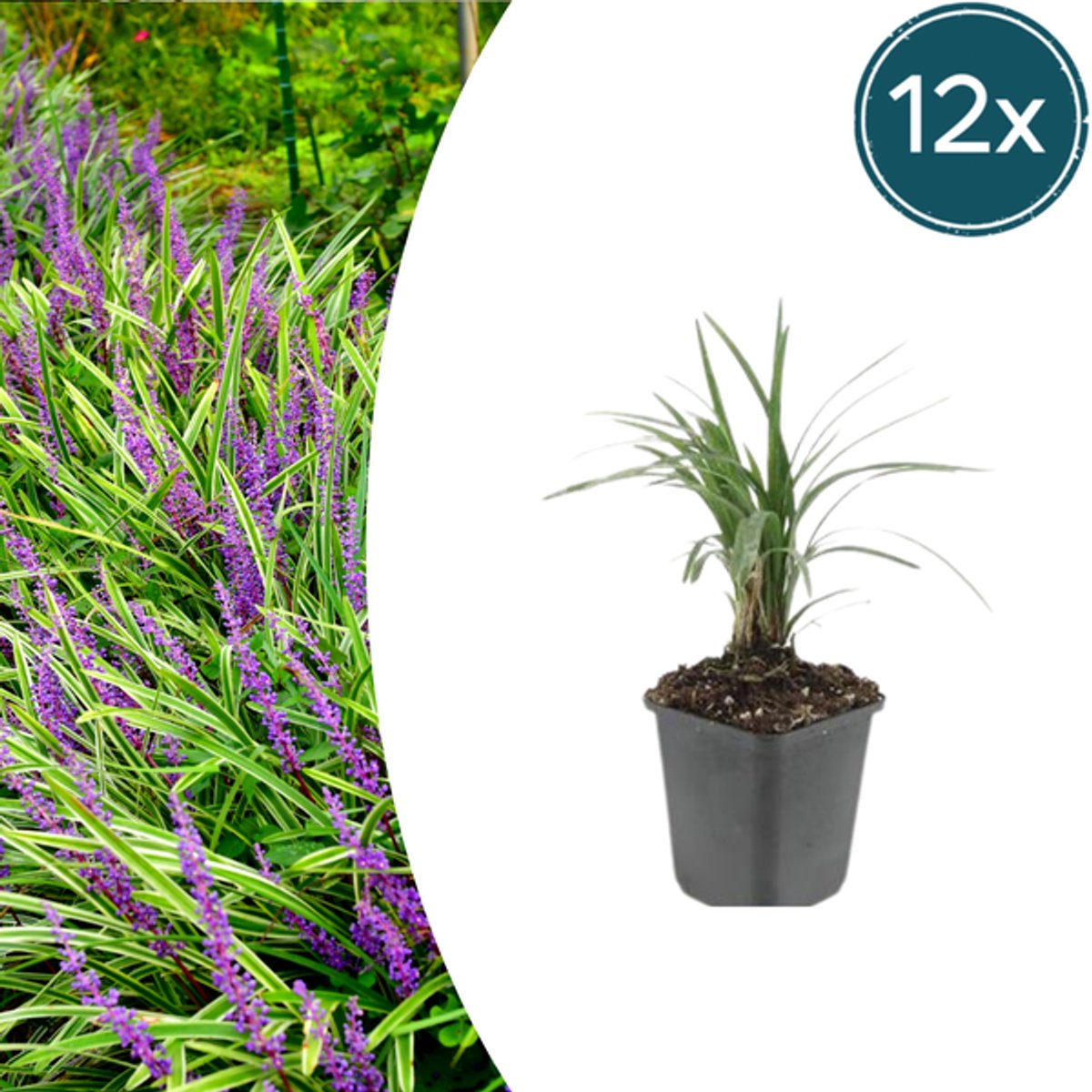 12x Liriope muscari 'Moneymaker' - 10-25cm - Ø9cm