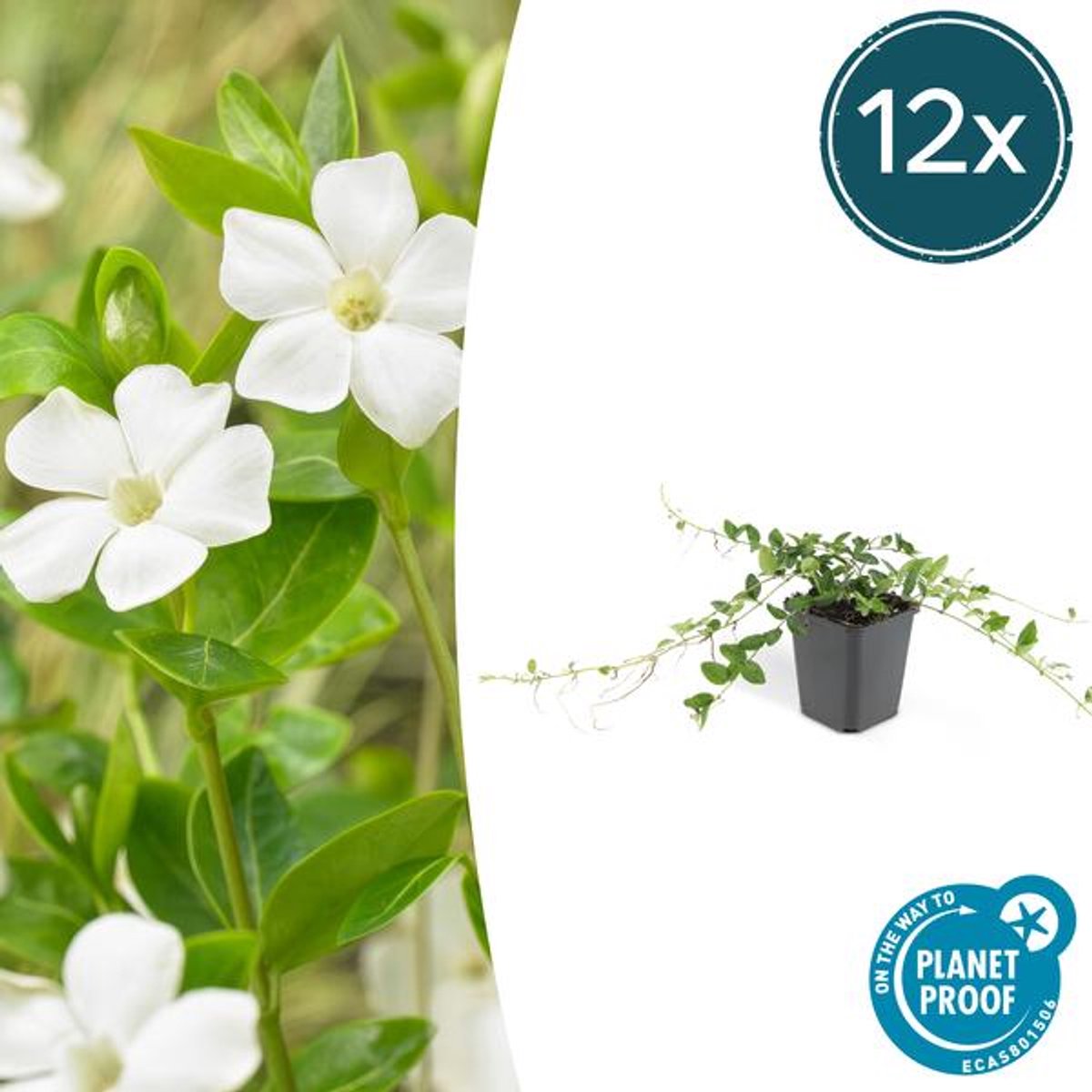 12x Vinca minor 'Alba' - 10-25cm - Ø9cm