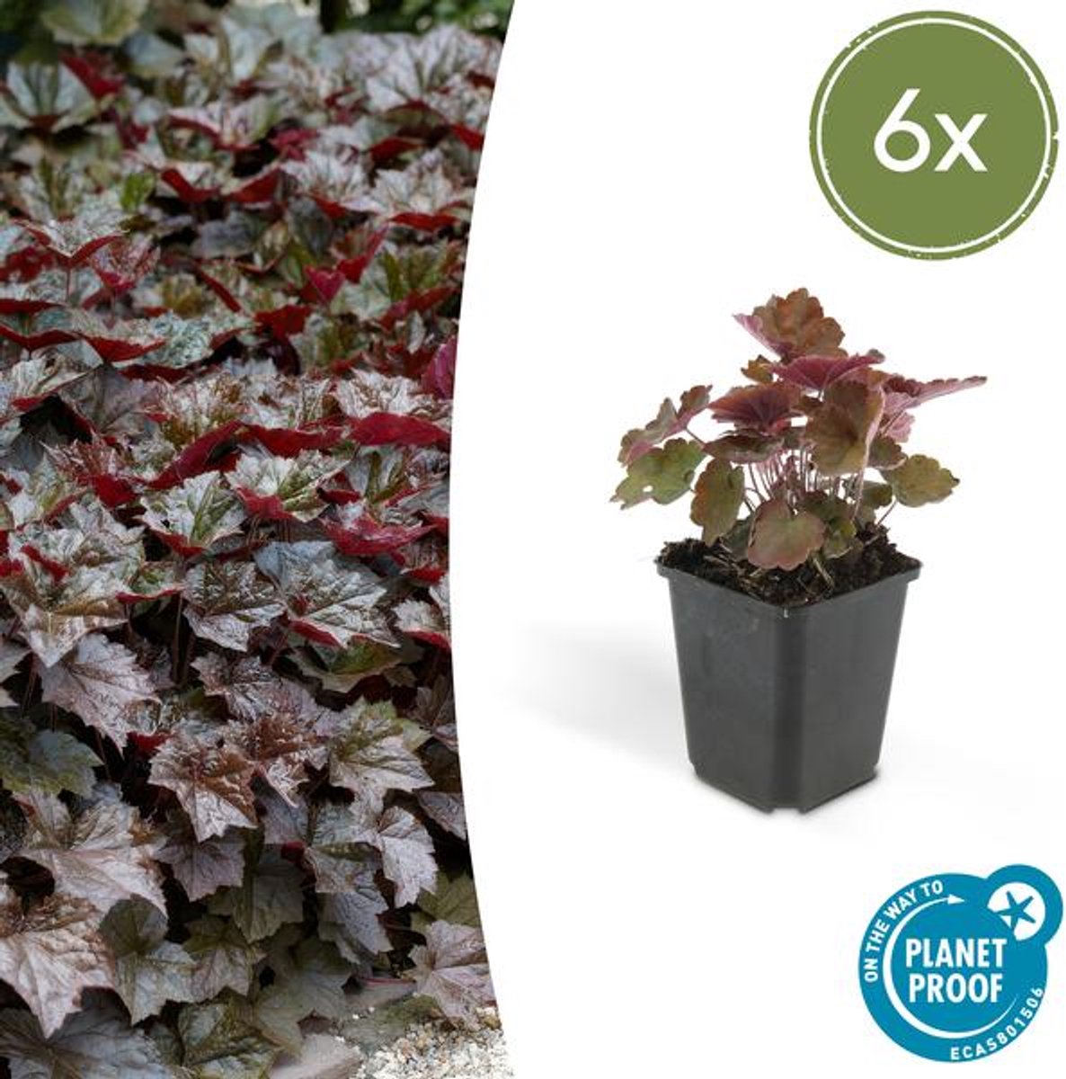 6x Heuchera mic. 'Palace Purple' - 10-25cm - Ø9cm