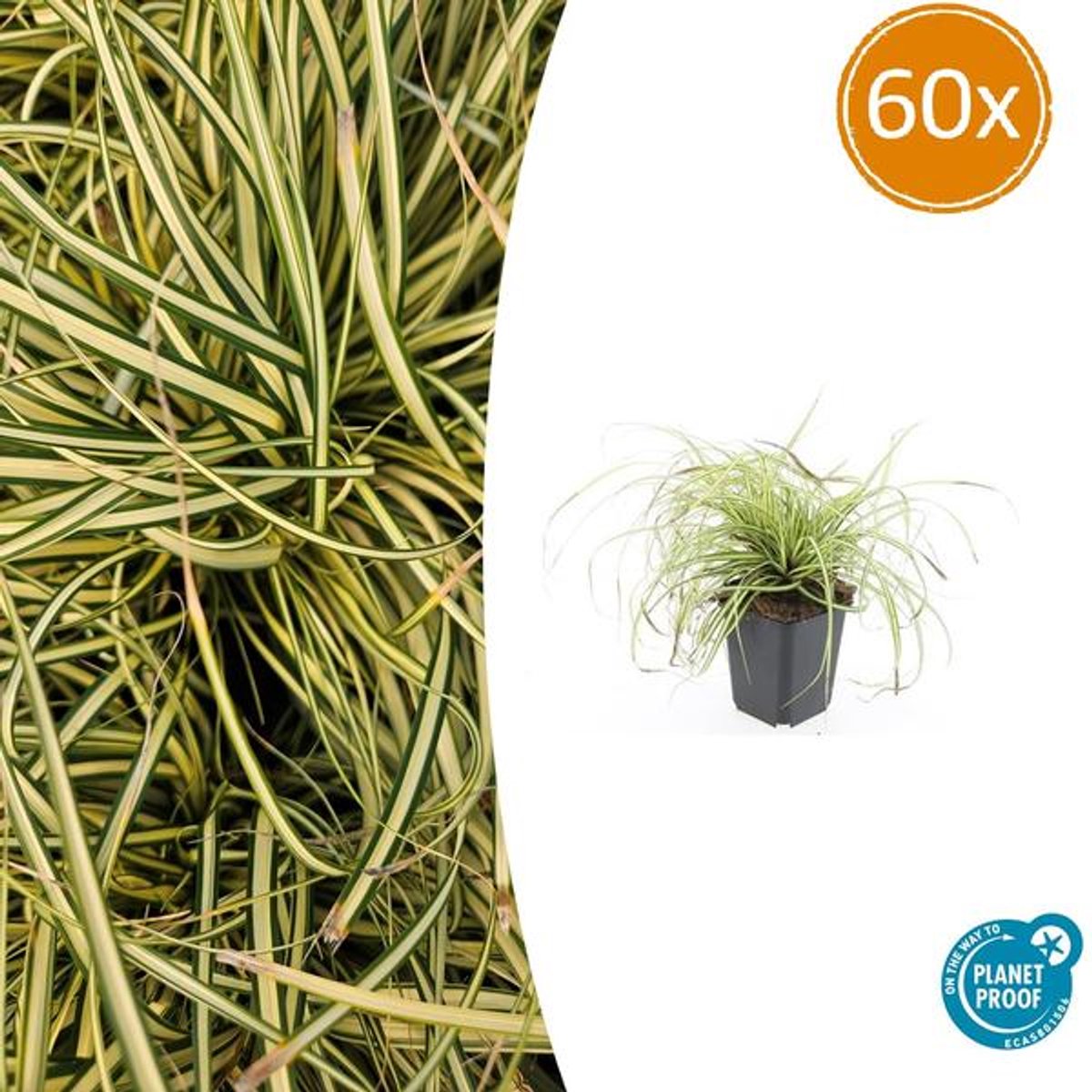 60x Carex oshim. 'Evergold' - 10-25cm - Ø9cm