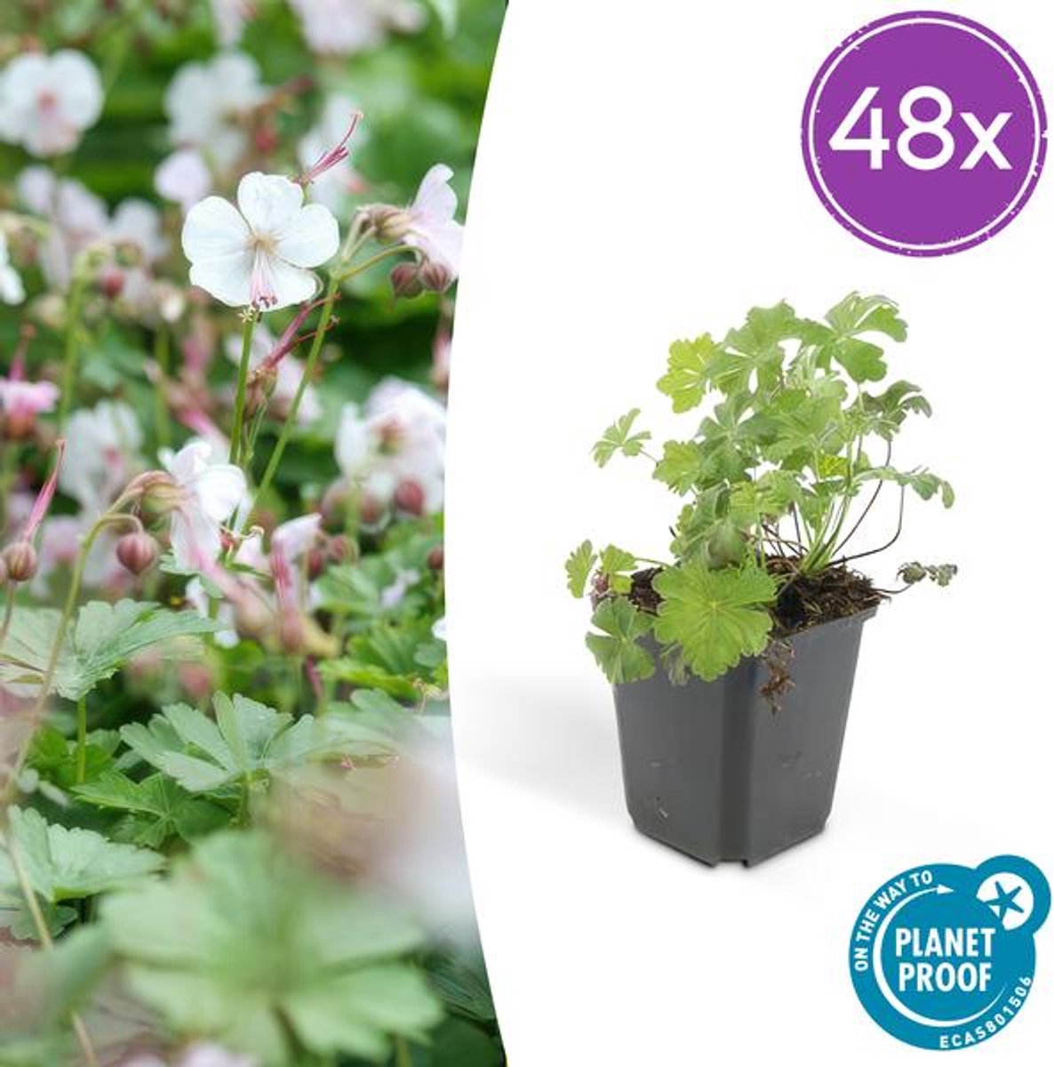 48x Geranium cant. 'Biokovo' - 10-25cm - Ø9cm