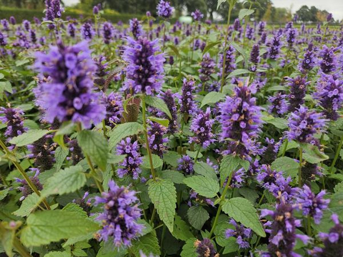 24x Agastache 'Blue Fortune' - 10-25cm - Ø9cm
