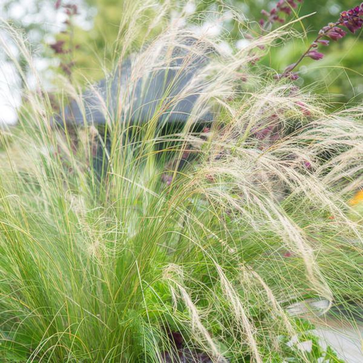 48x Stipa tenuissima 'Ponytails' - 10-25cm - Ø9cm