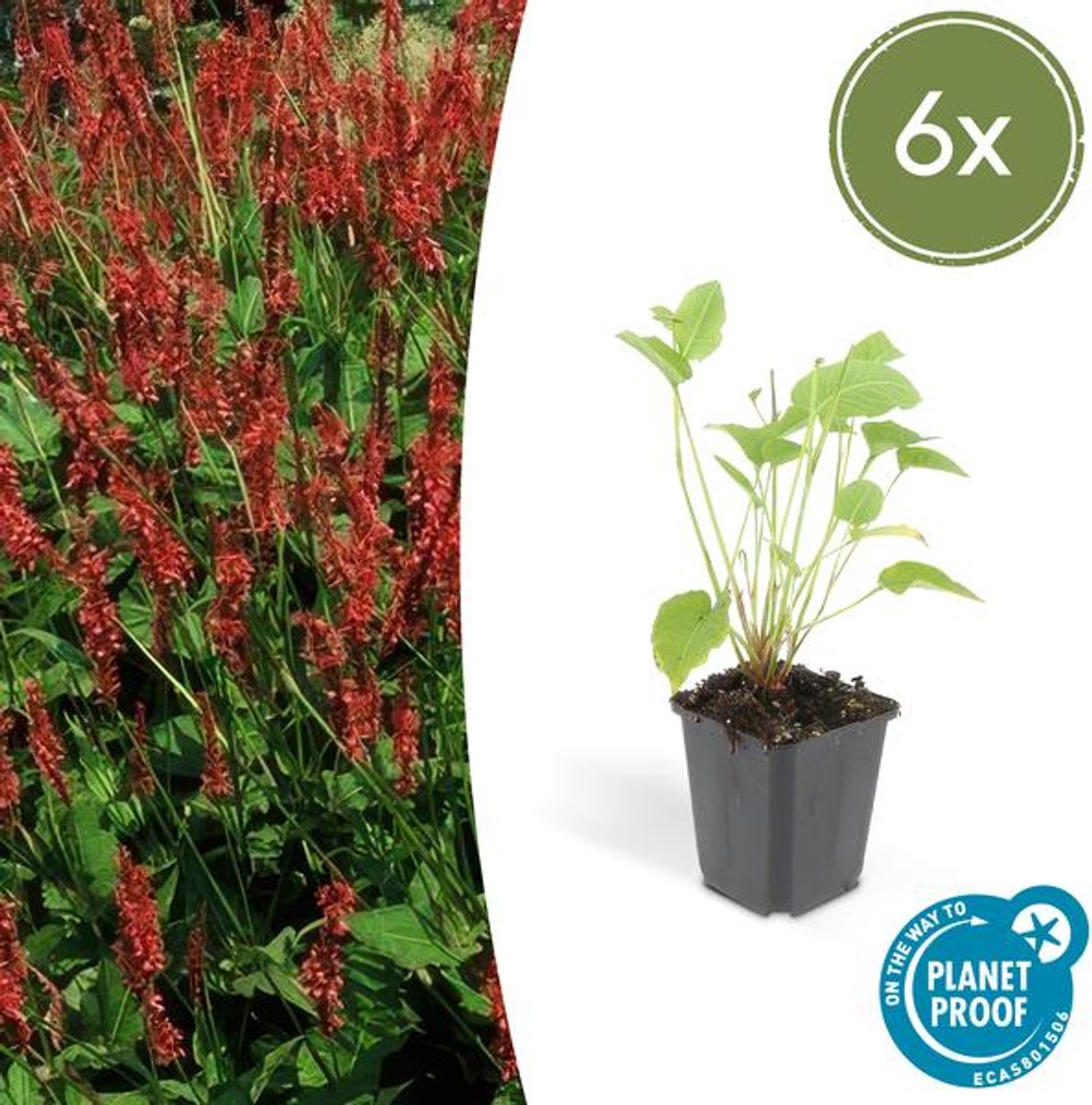 6x Persicaria amplexicaulis - 10-25cm - Ø9cm