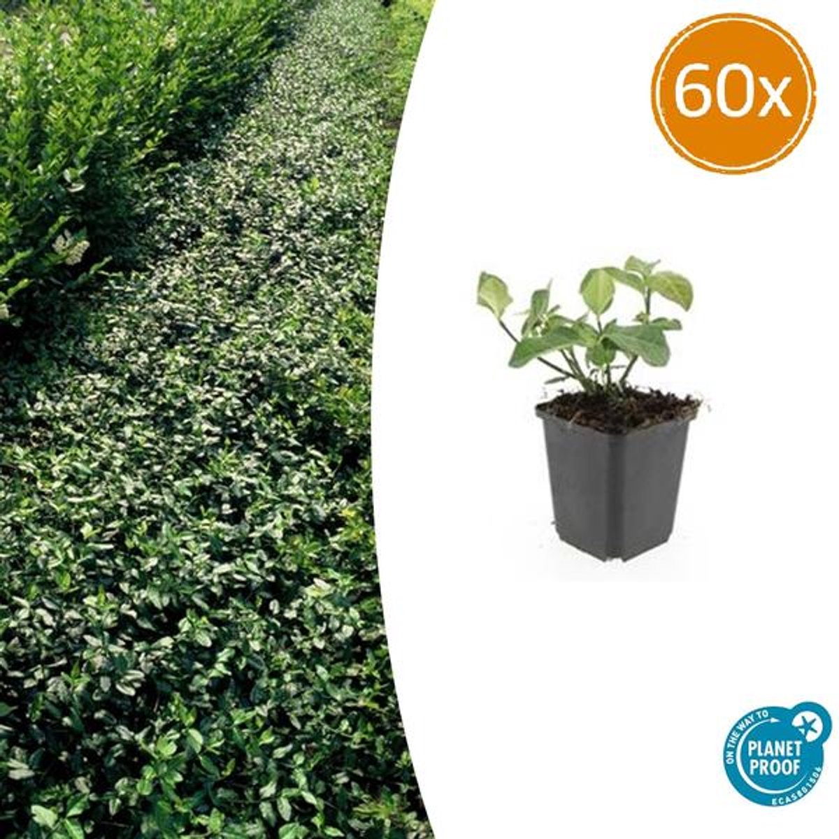 60x Euonymus fort. 'Dart's Blanket' - 10-25cm - Ø9cm