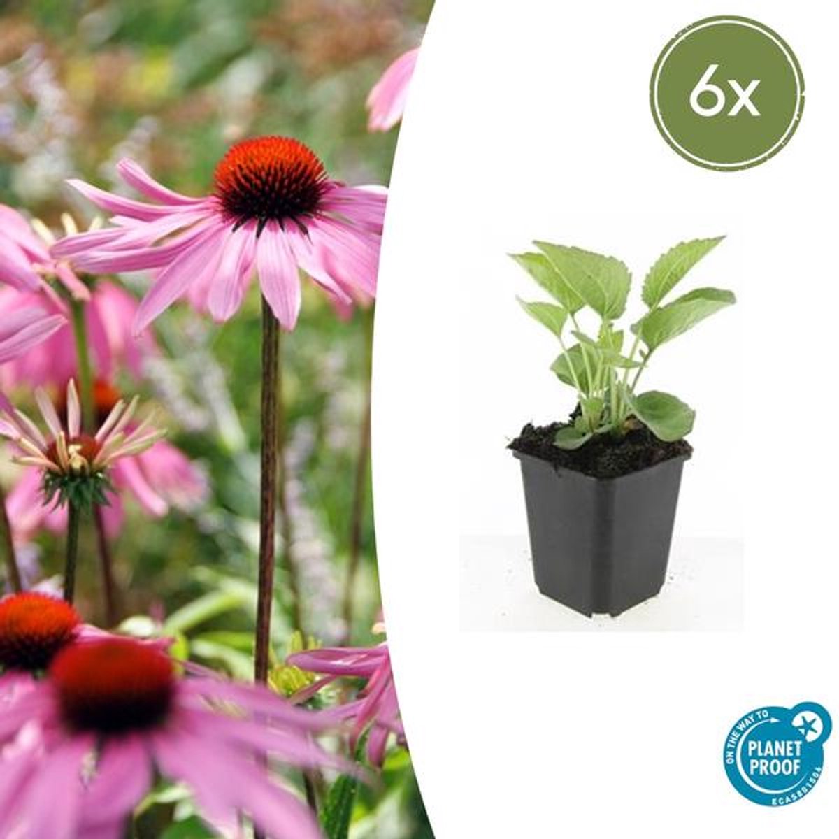 6x Echinacea p. 'Magnus' - 10-25cm - Ø9cm