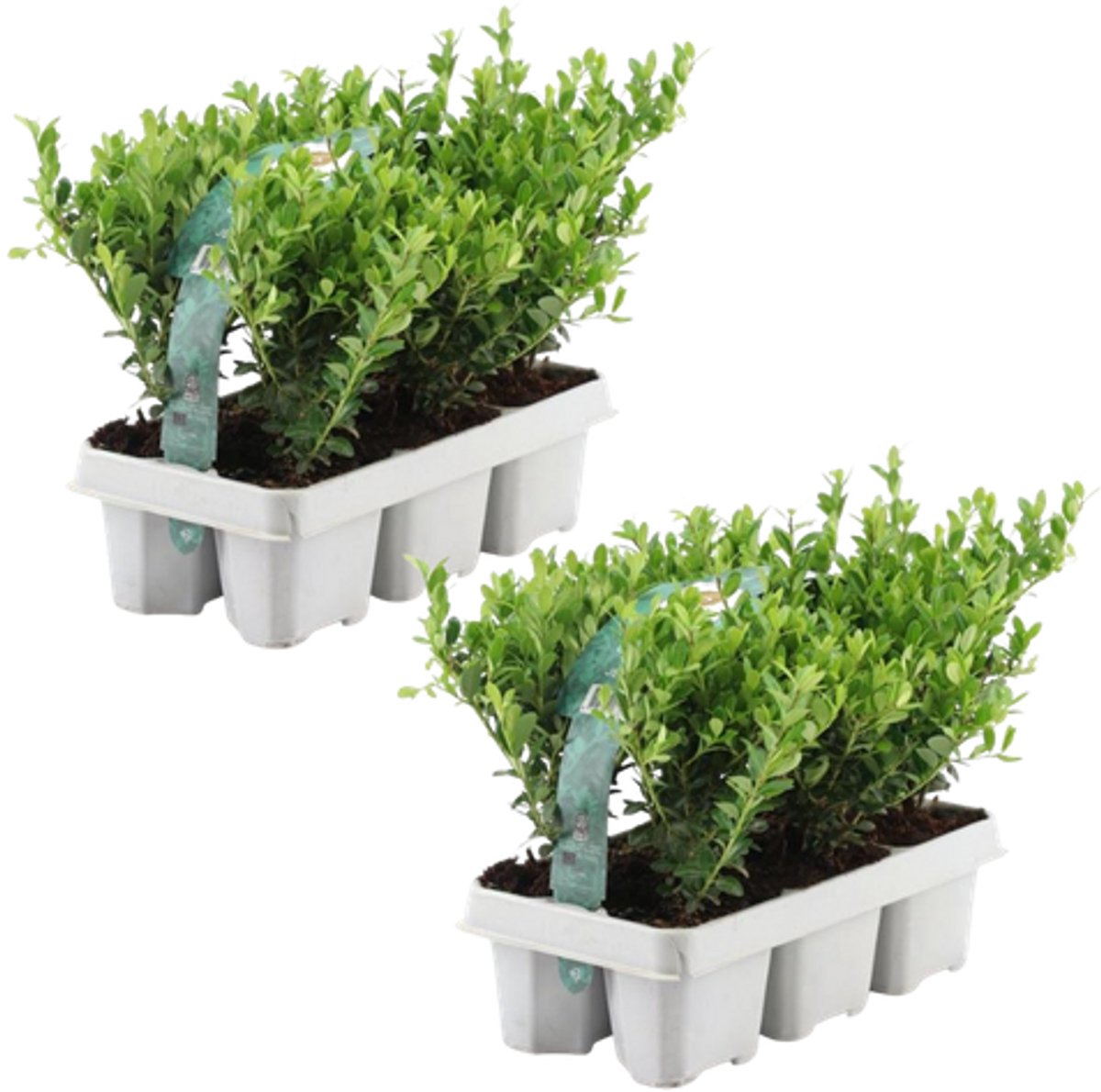 2 x 6 pack Ilex crenata 'Jenny' - Ø7 cm - 15 cm