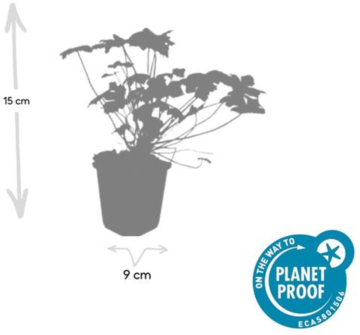 60x Geranium 'Tiny Monster' - 10-25cm - Ø9cm
