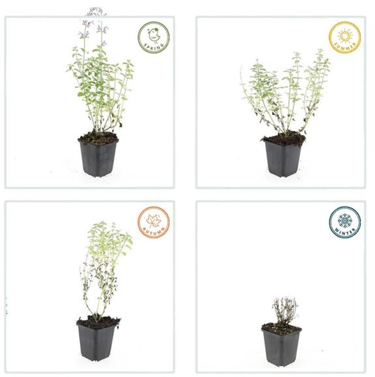 24x Nepeta 'Walker's Low' - 10-25cm - Ø9cm